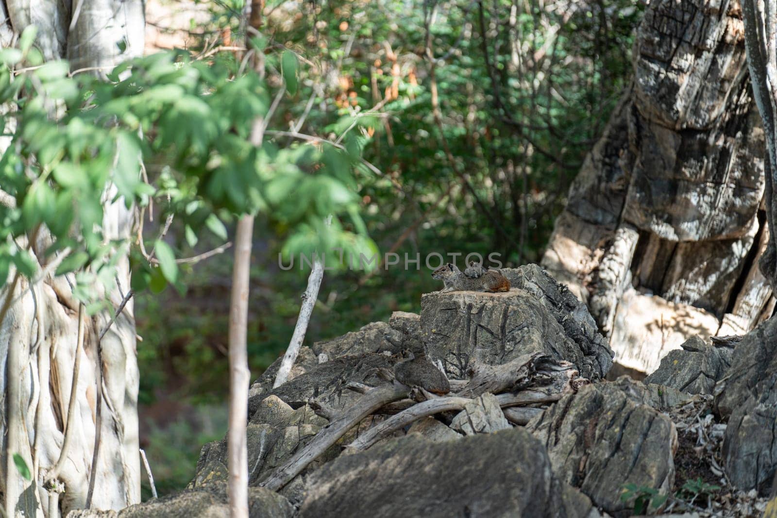 Moco Rodents Resting Camouflaged on Rocks in Chapada Diamantina by FerradalFCG