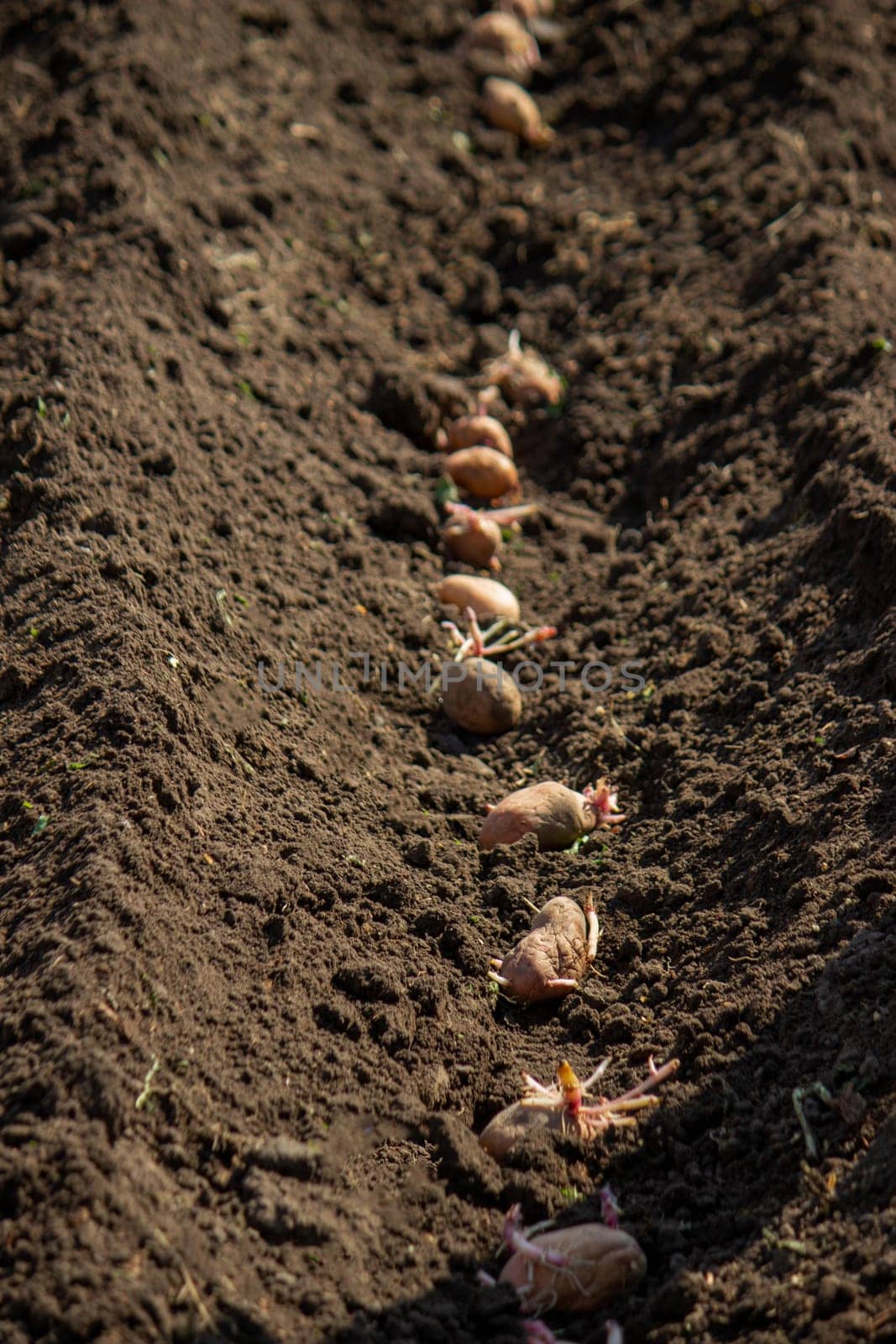 planting potatoes in spring, farm potatoes in hands. Selective focus. Nature