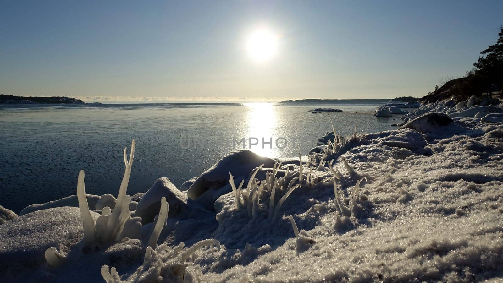 Frozen plants on the coast of Northern Europe. by Jamaladeen