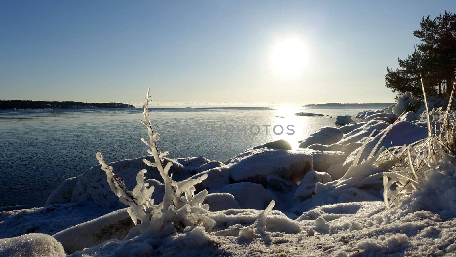 Frozen plants on the coast of Northern Europe. by Jamaladeen