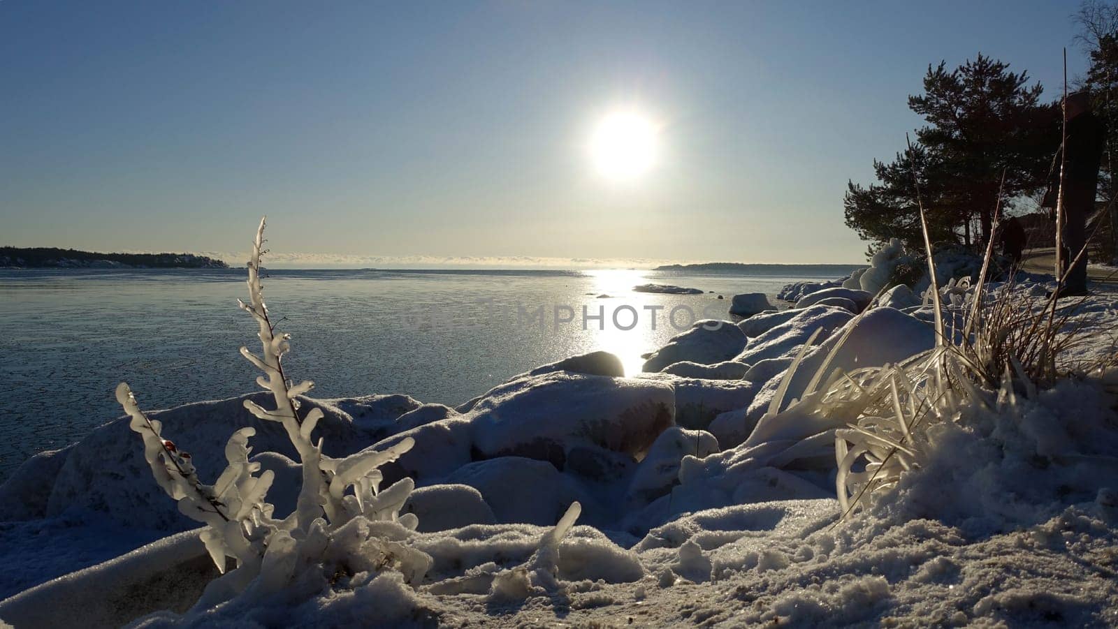 Frozen plants on the coast of Northern Europe during a sunny morning.