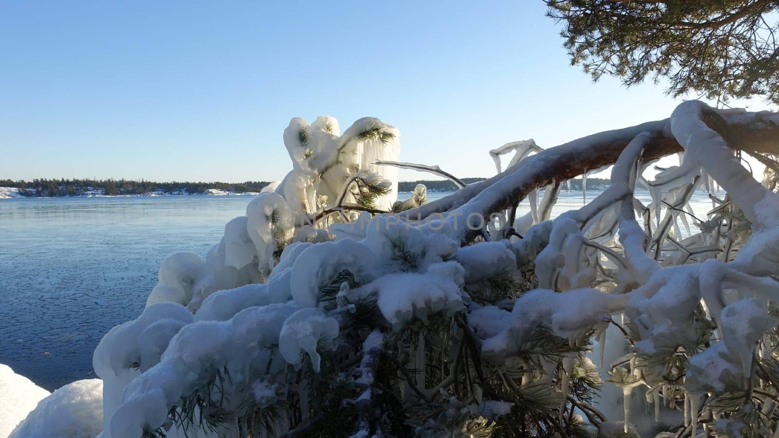 Frozen trees and plants on the coast of Northern Europe. by Jamaladeen