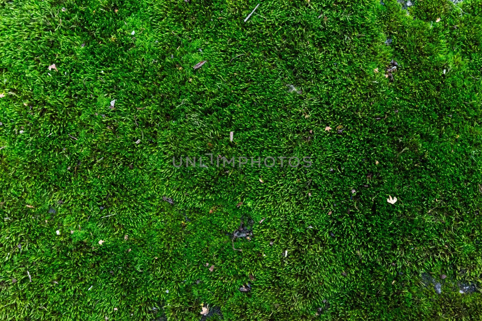 Natural green background from natural moss by Serhii_Voroshchuk