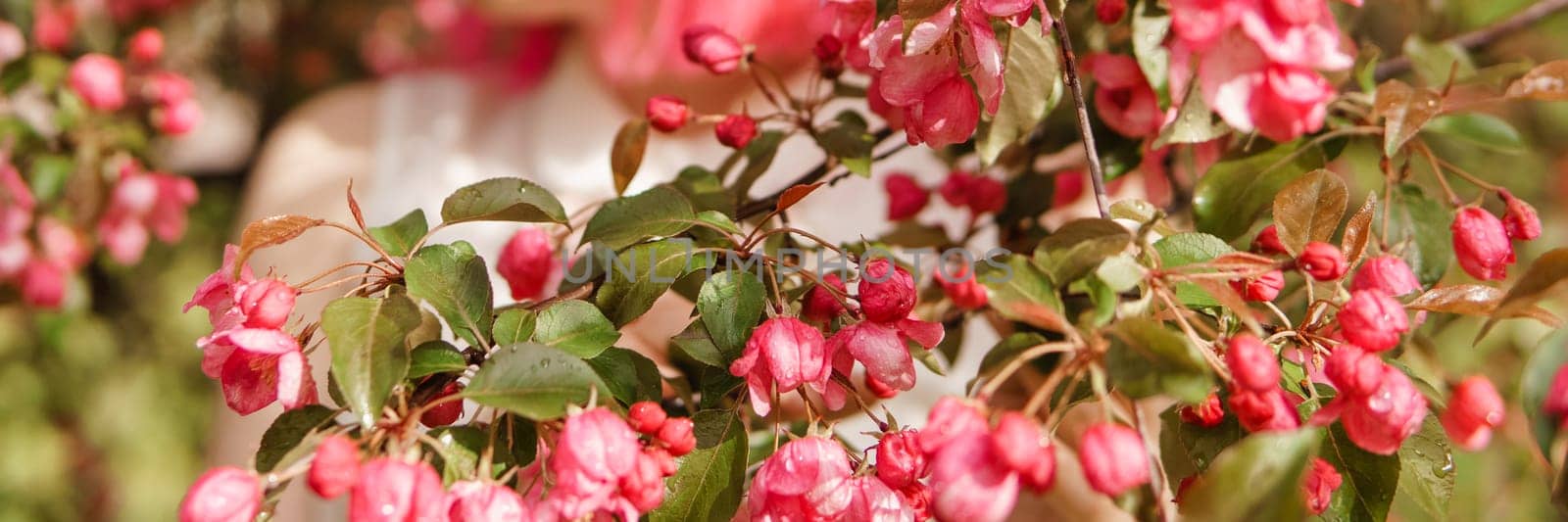 Pink flowers of blooming Apple trees close-up. Flowering Apple trees after the rain. Raindrops on the leaves