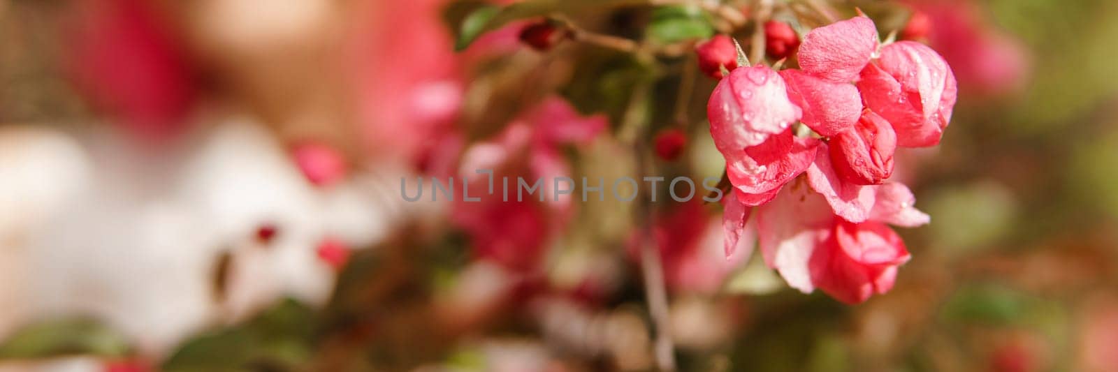 Pink flowers of blooming Apple trees close-up. Flowering Apple trees after the rain. Raindrops on the leaves