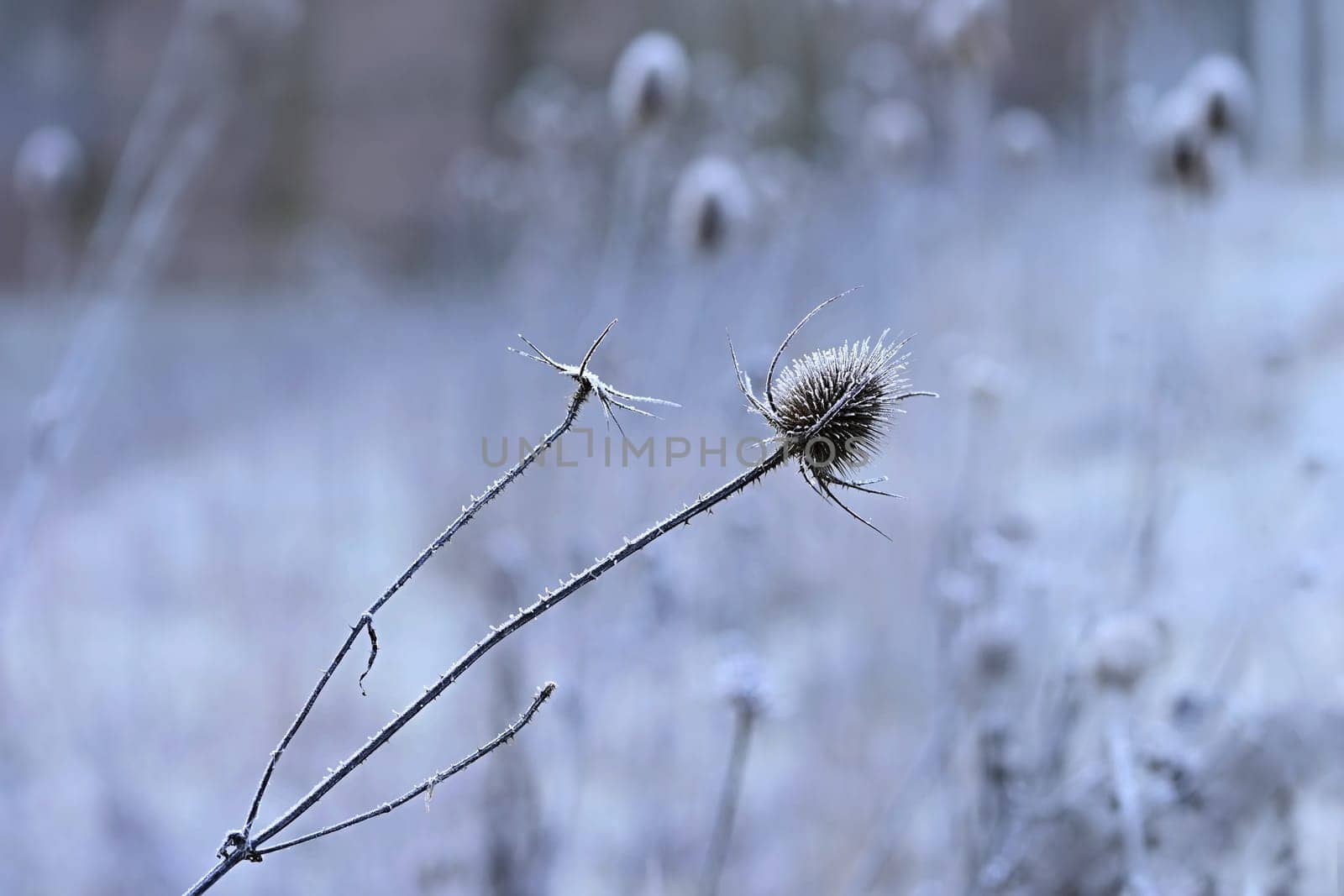 Frozen Onopordum acanthium .Frost on branches. Beautiful winter seasonal natural background.