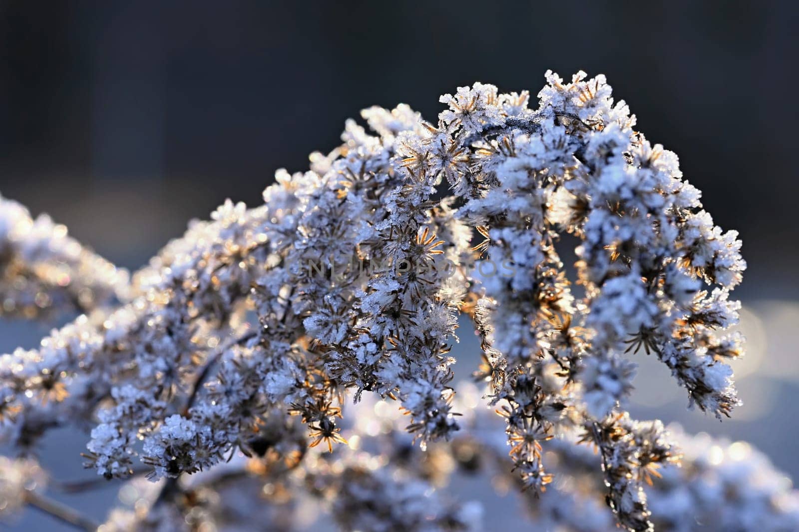 Frost and snow on branches. Beautiful winter seasonal  background. Photo of frozen nature.