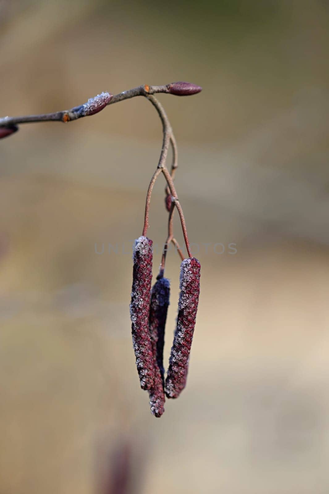 Beautiful shot of tree with berries. Colorful nature background with sun. Alnus incana - Moench.