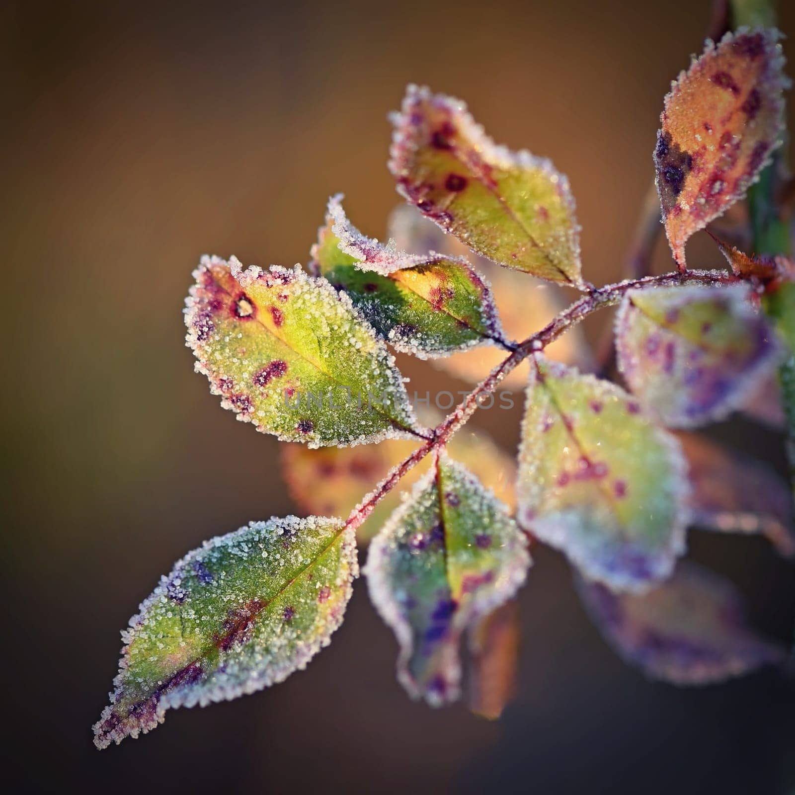 Frost and snow on branches. Beautiful winter seasonal  background. Photo of frozen nature.