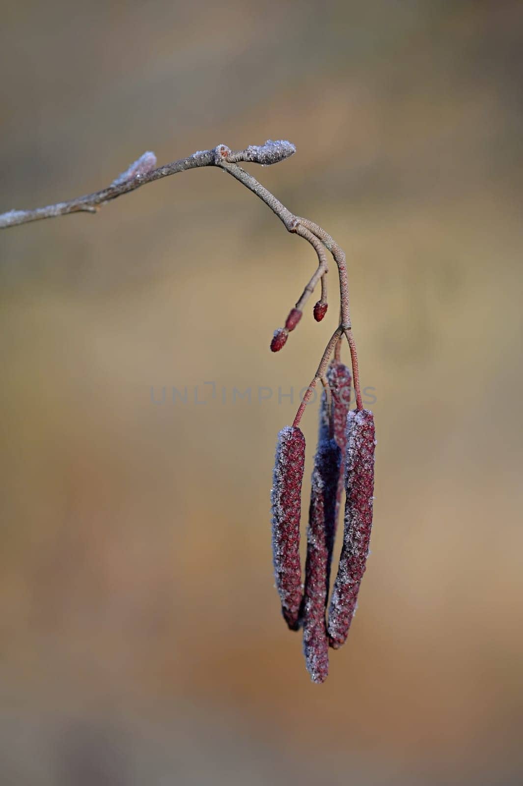 Beautiful shot of tree with berries. Colorful nature background with sun. Alnus incana - Moench. by Montypeter