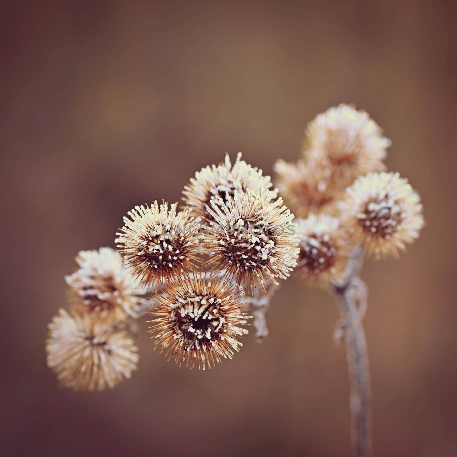 Frozen Onopordum acanthium .Frost on branches. Beautiful winter seasonal natural background.