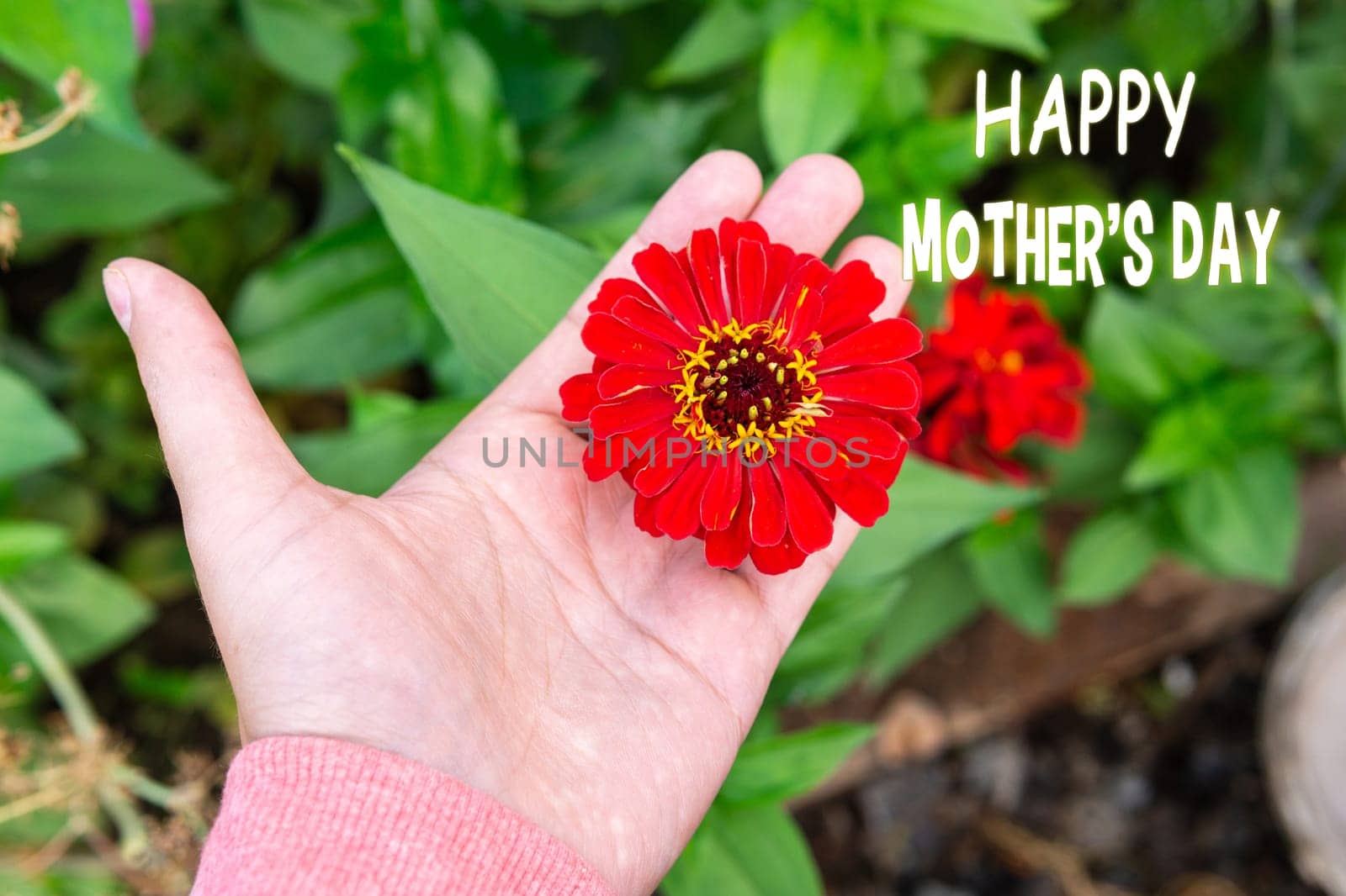Celebrating Mothers Day With A Delicate red Zinnia Flower In A Loving Hand