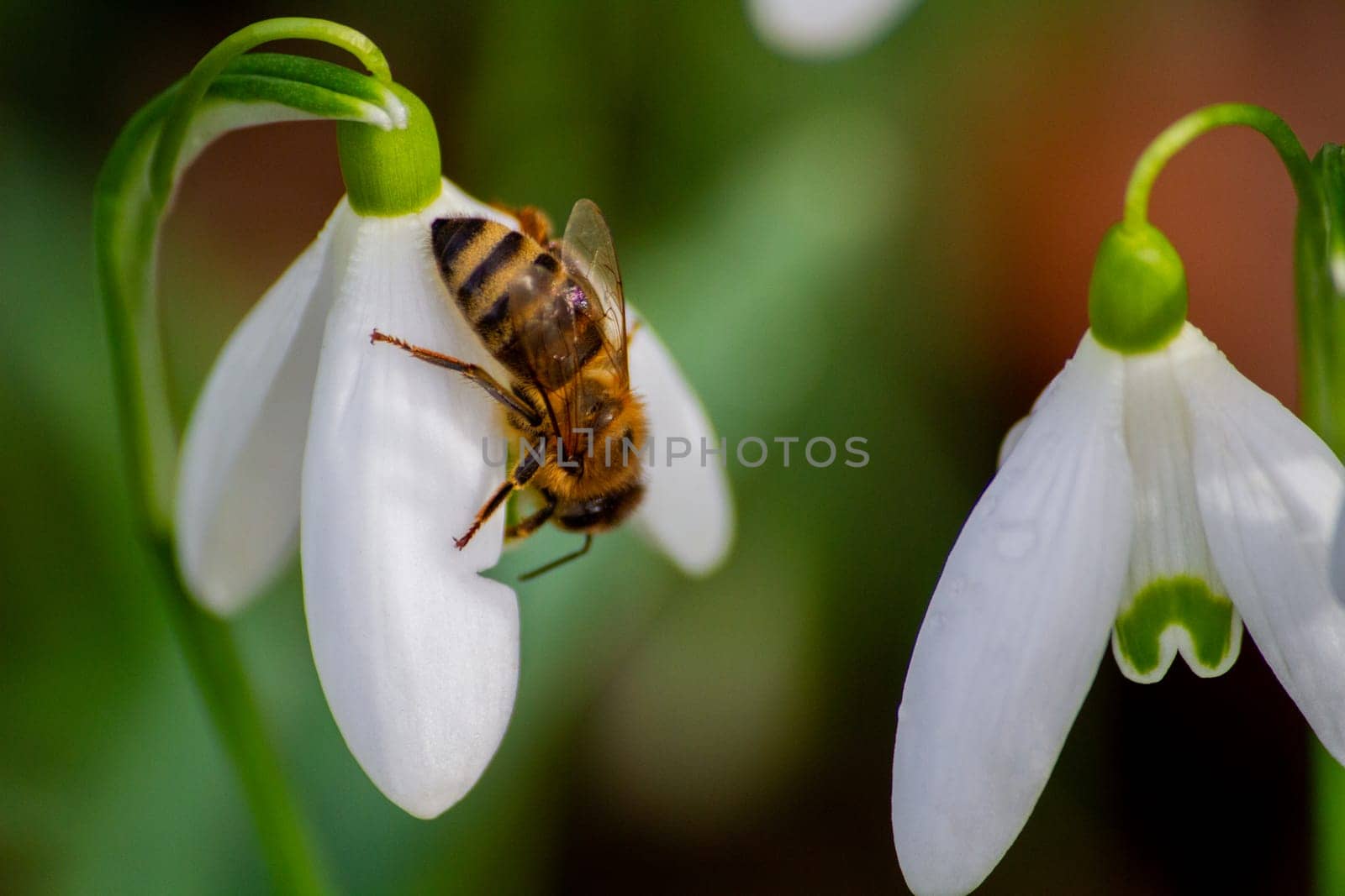 An arthropod pollinator, the bee, rests on a white flower in closeup view by Maksym