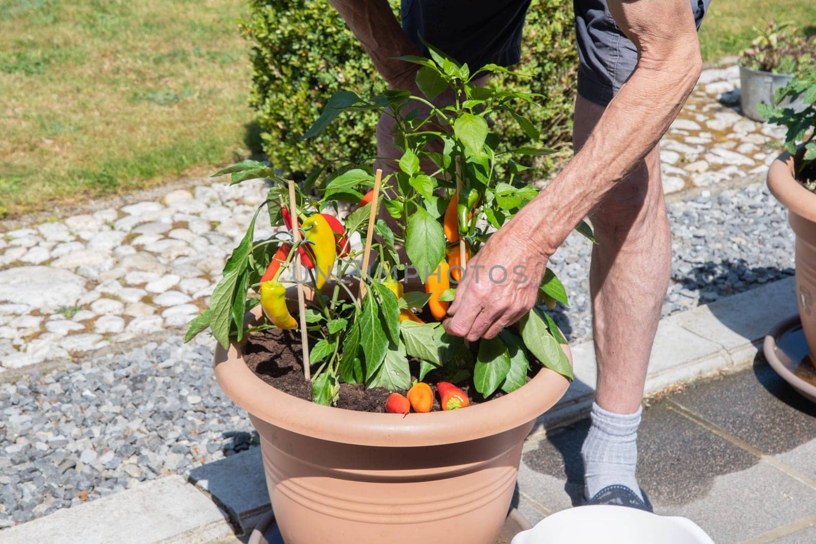 Woman picking ripe cherry tomatoes in a pot on the terrace,housewife doing home gardening in her mini vegetable plantation on a sunny day,organic food without chemical treatment,seasonal harvesting