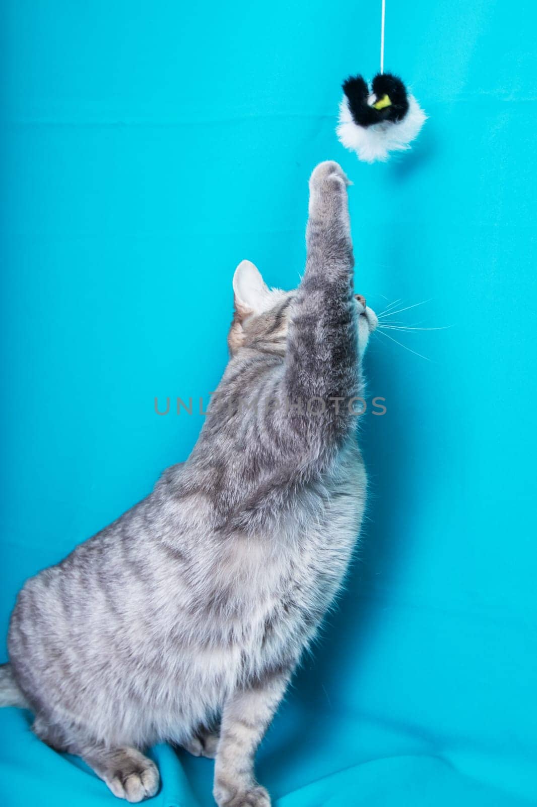 Gray cat with yellow eyes portrait on blue background close up