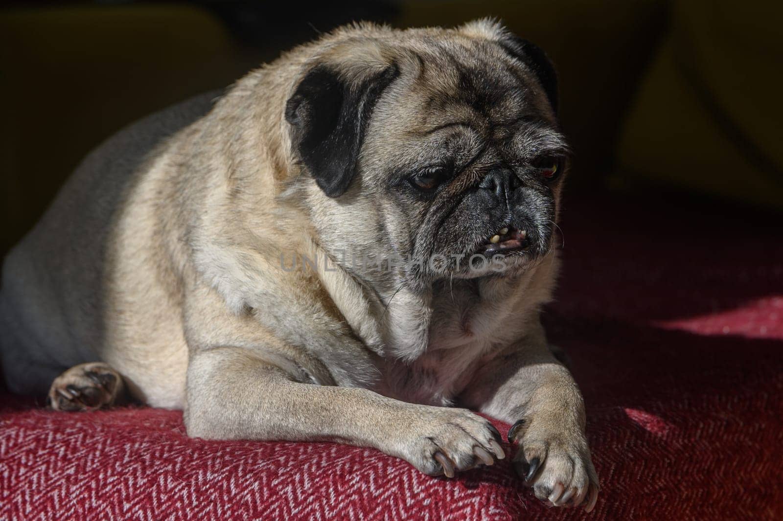 old pug lying on the sofa, a ray of sunshine 8