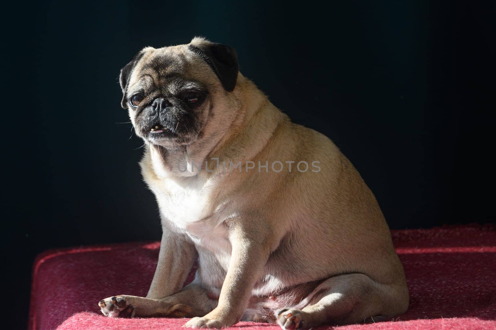 old pug sitting on the sofa 1