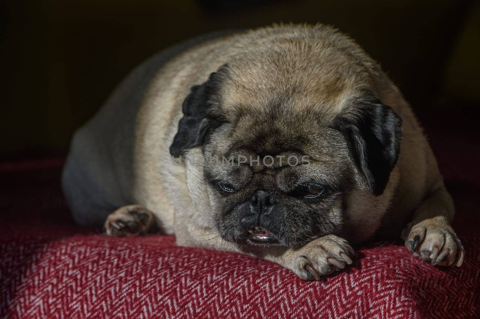 old pug lying on the sofa, a ray of sunshine 2