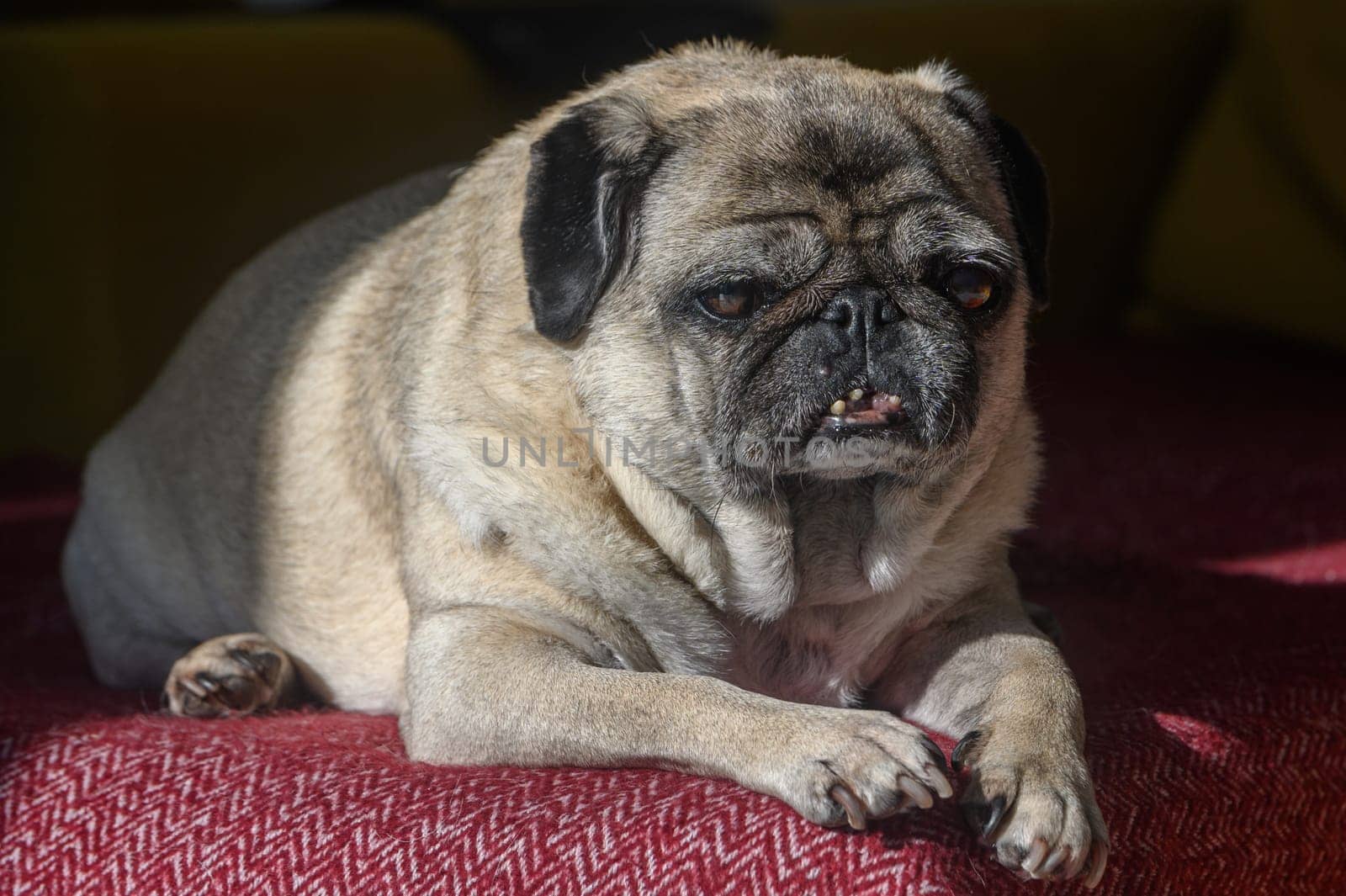 old pug lying on the sofa, a ray of sunshine 6