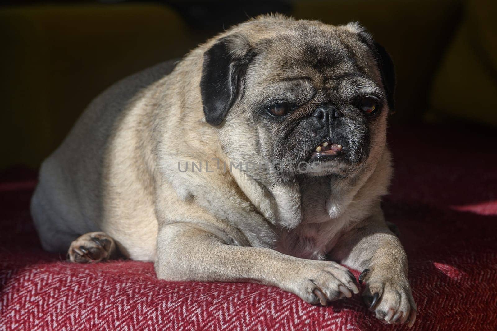 old pug lying on the sofa, a ray of sunshine 7