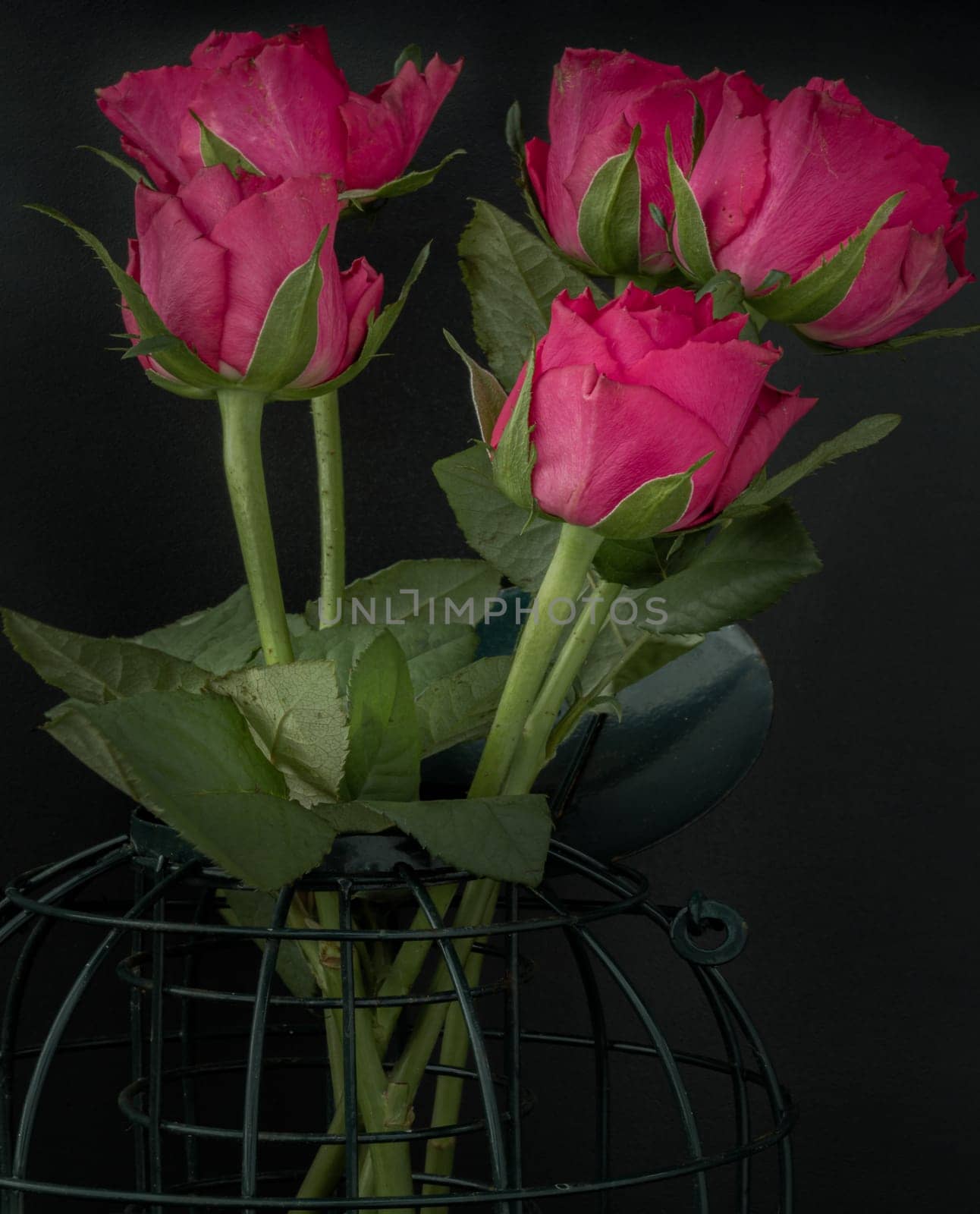 Close-up of Pretty red-pink roses decorative on a cage on Dark background for Valentine's Day. Symbol of Love, Copy space, Selective focus.