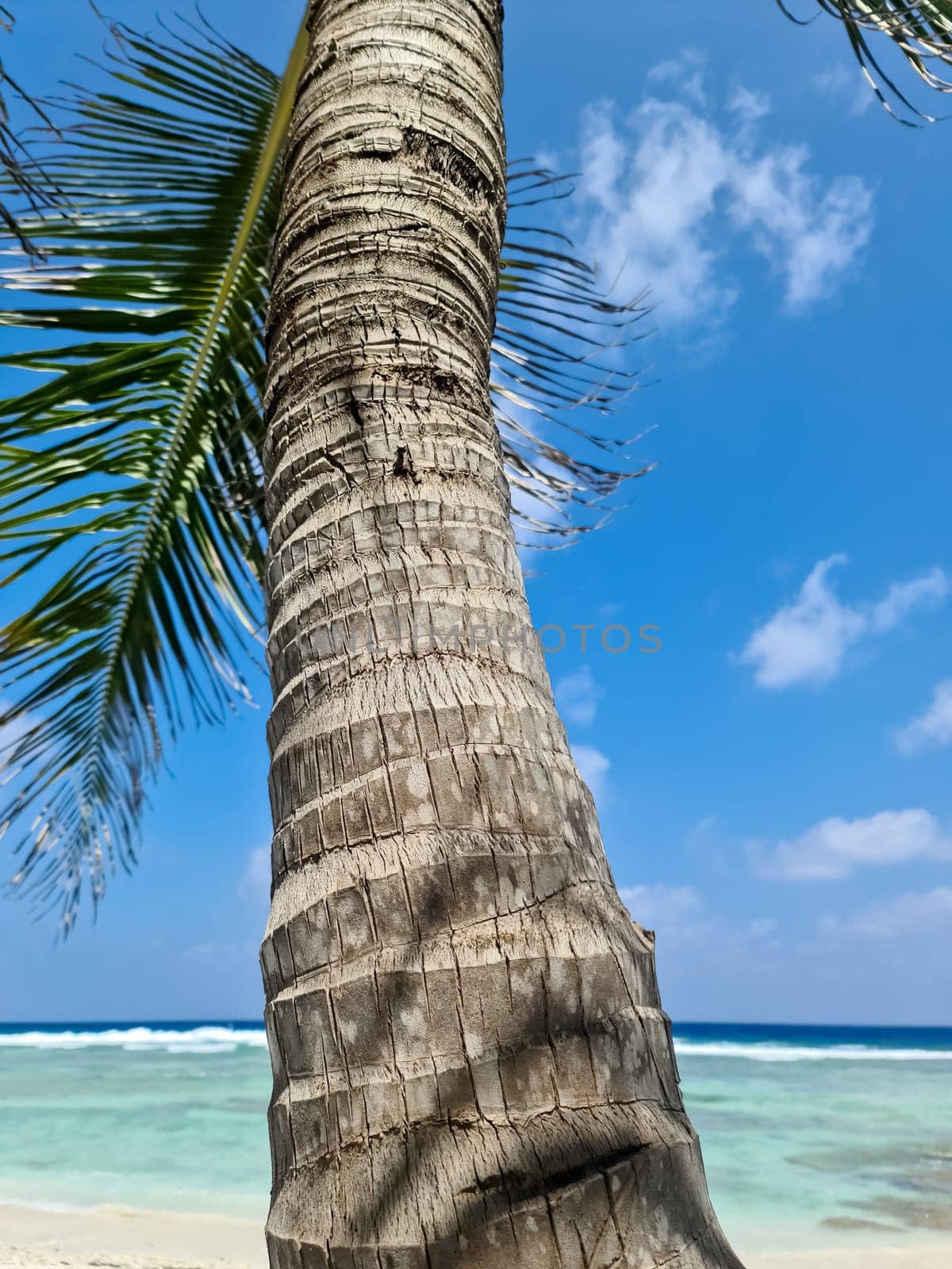 Palm trees on the beautiful beaches of the Indian Ocean in the Maldives