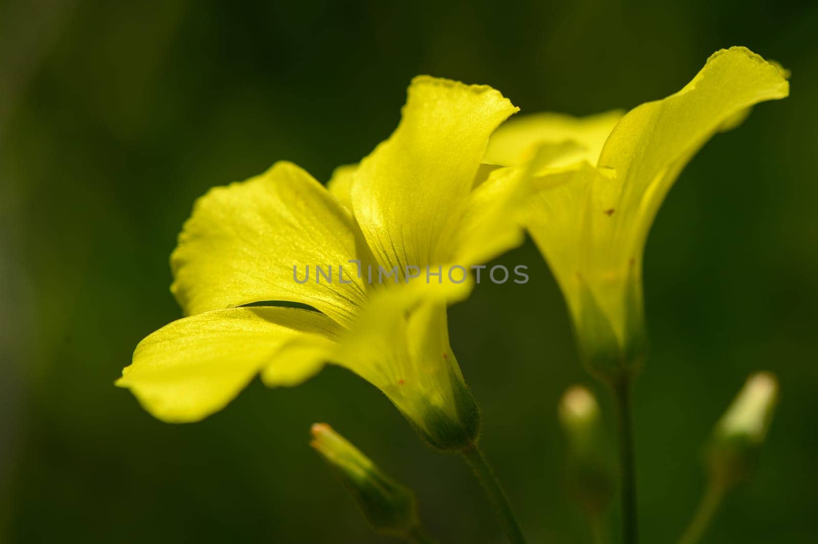 flowers yellow bells on a sunny day Mediterranean