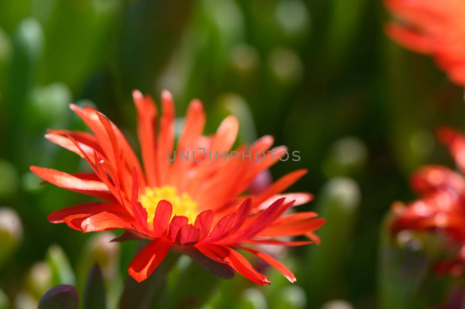 flowers red malefora crocea on a sunny day Mediterranean 3
