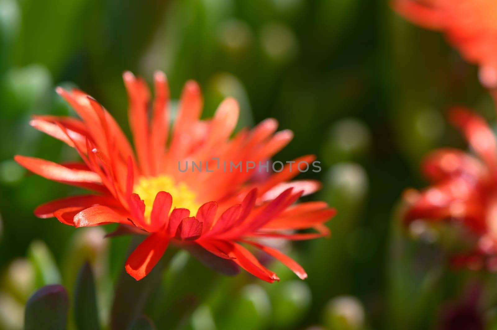 flowers red malefora crocea on a sunny day Mediterranean 2