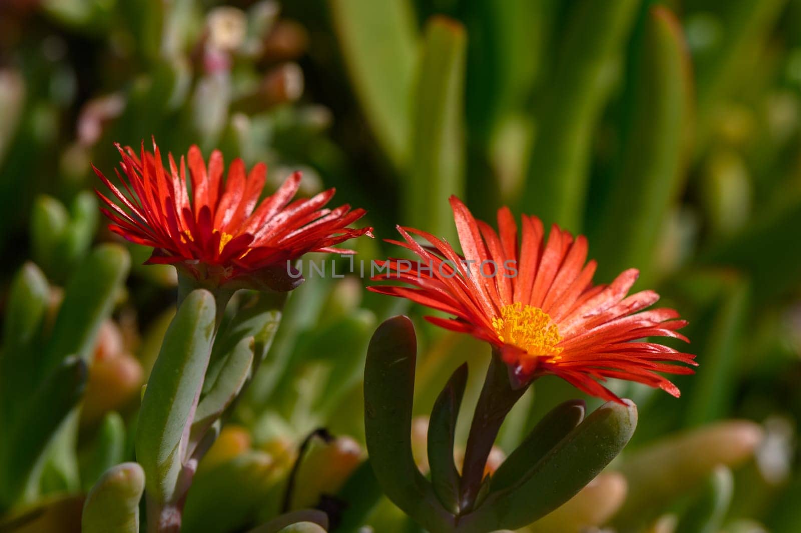 flowers red malefora crocea on a sunny day Mediterranean 1 by Mixa74