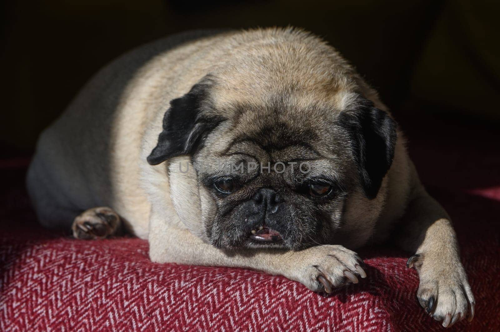 old pug lying on the sofa, a ray of sunshine 10