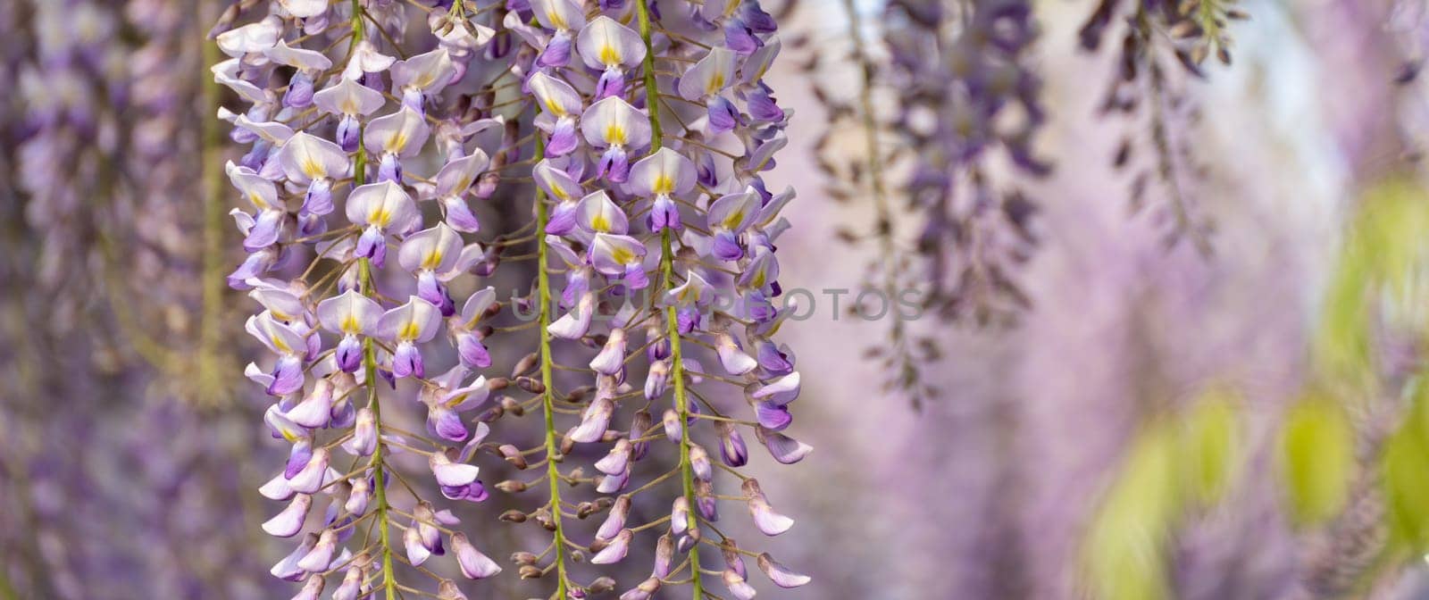 Blooming Wisteria Sinensis with classic purple flowers in full bloom in drooping racemes against the sky. Garden with wisteria in spring. by Matiunina