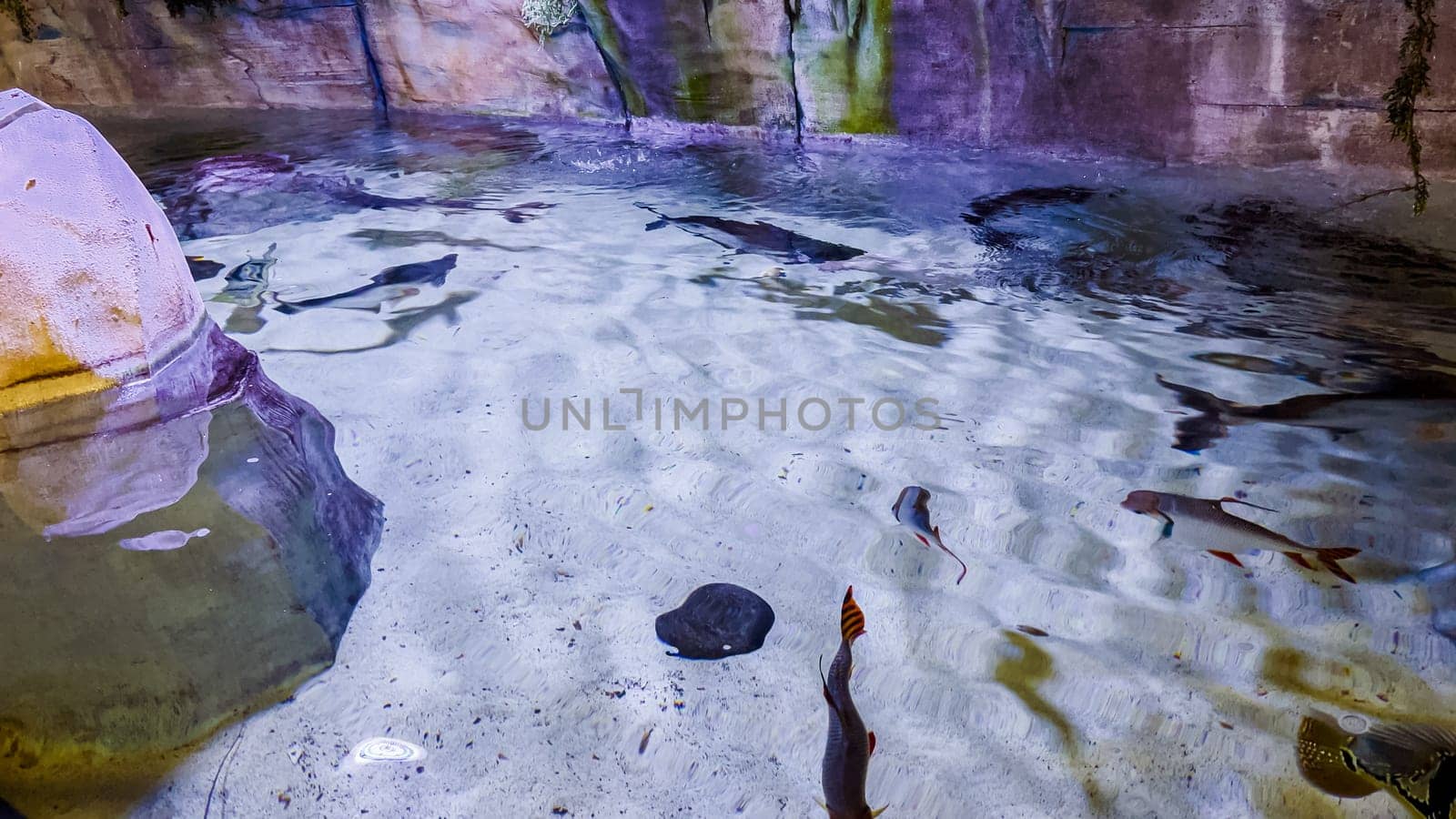 In the inviting environment of a small local zoo, a captivating variety of fish, each with their unique shapes, sizes, and colors, is beautifully displayed for the enjoyment and education of its visitors.