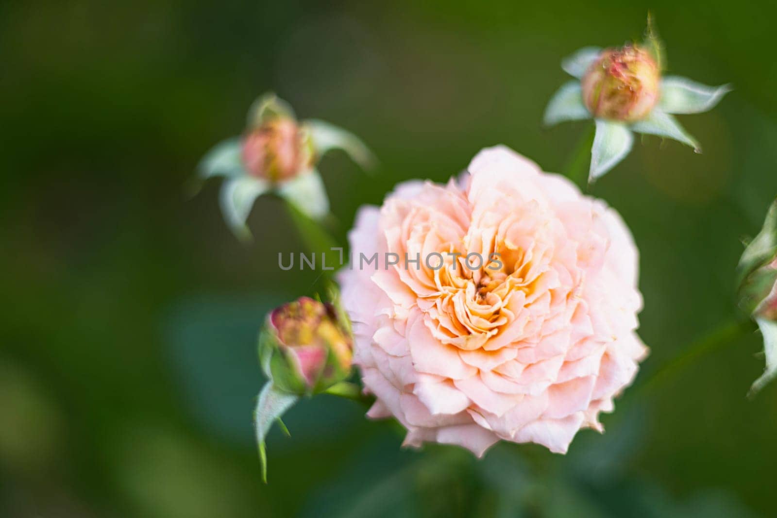 Closeup of light pink, orange rose in garden with green blur background.