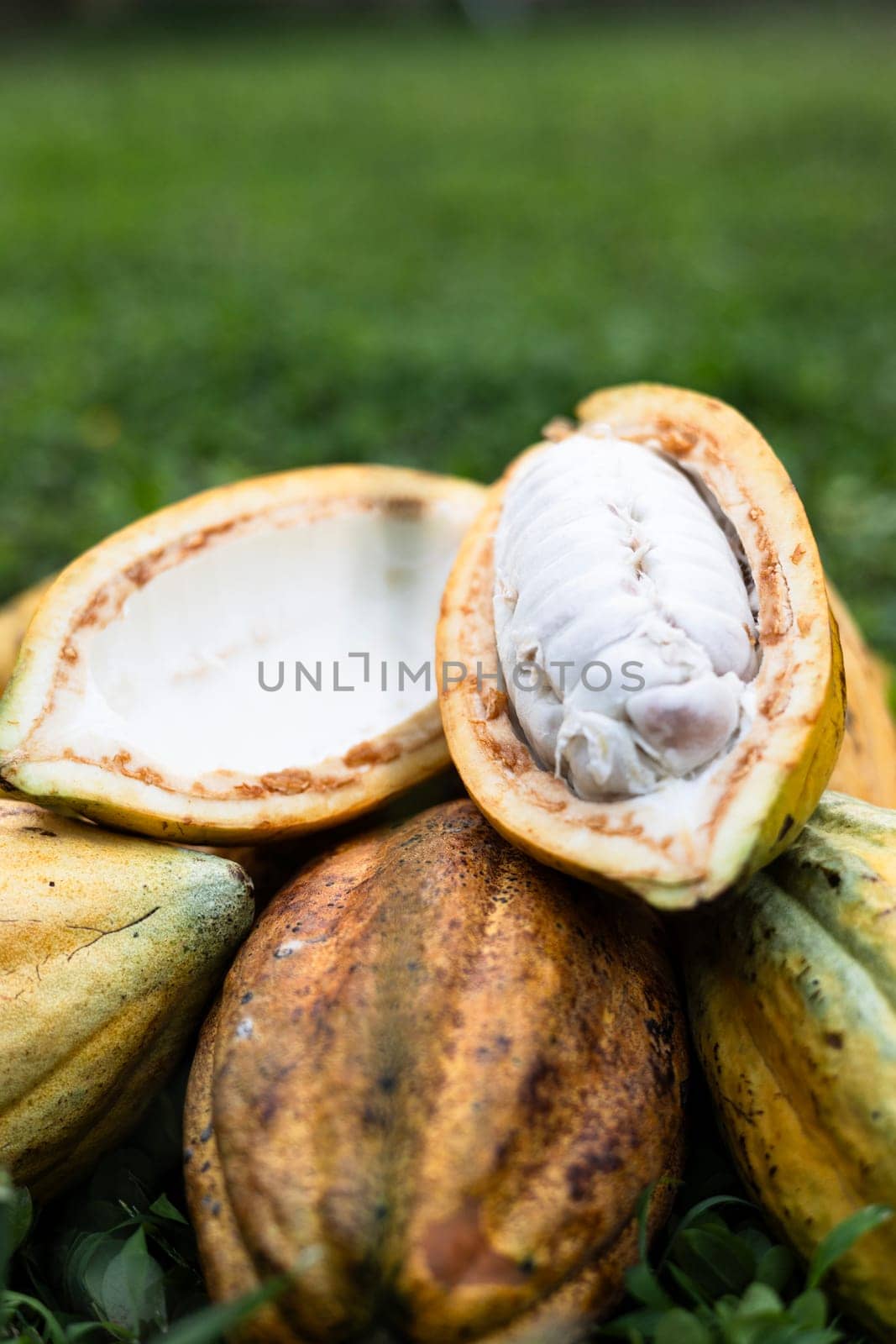 Pile Of Cacao Fruit Pods On Grass  by urzine