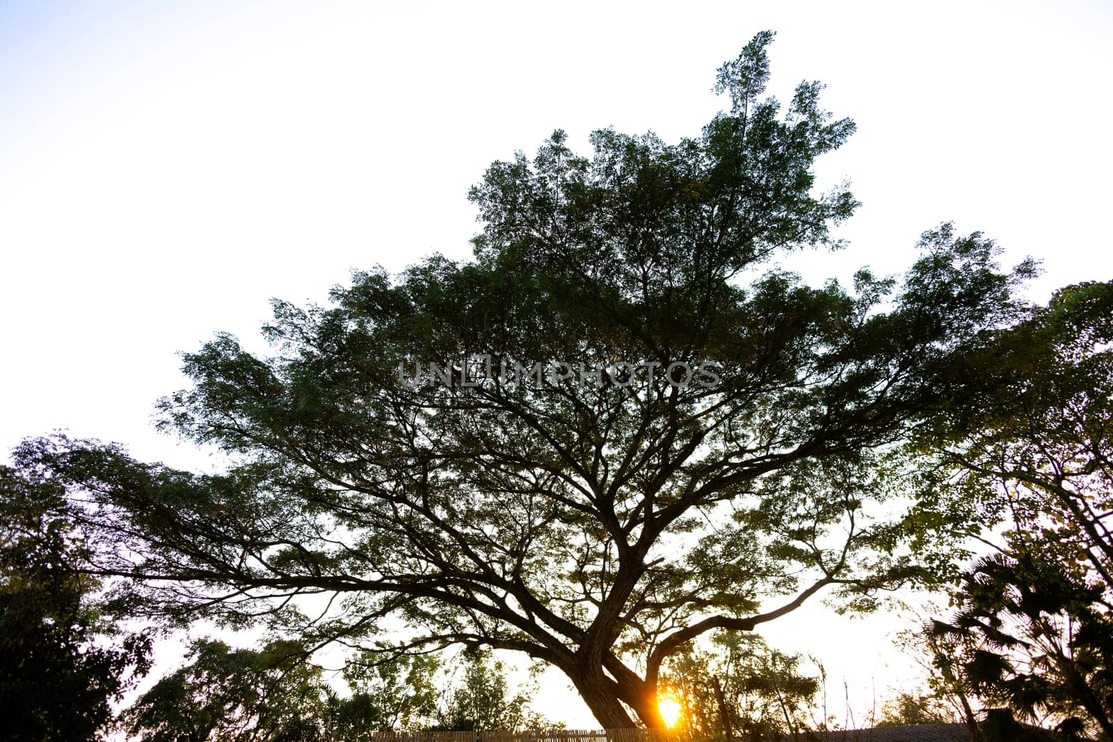 Ancient rain tree with green leaves. close-up and low angle panoramic view. Background.