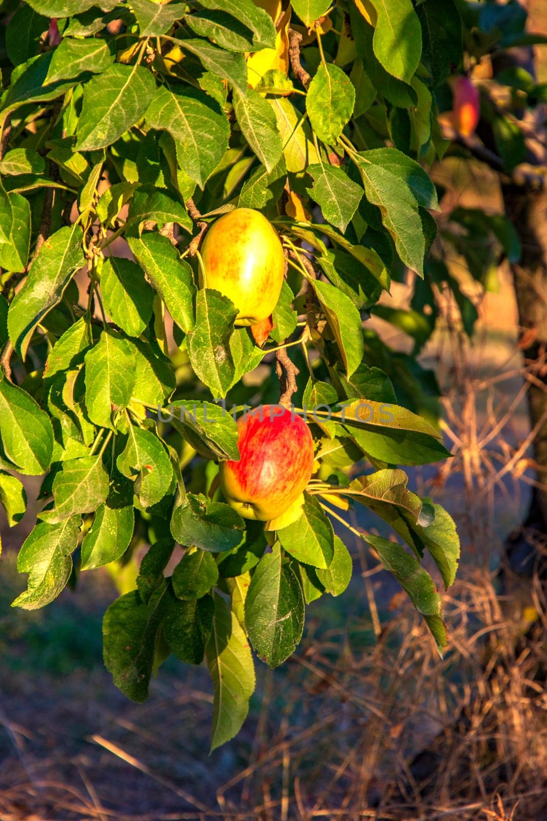 Tasty red apple on a tree, fresh and healthy food 