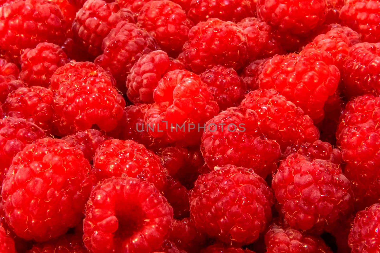 Ripe raspberries. Berries.Scarlet. Raspberry background. Raspberry surface by EdVal