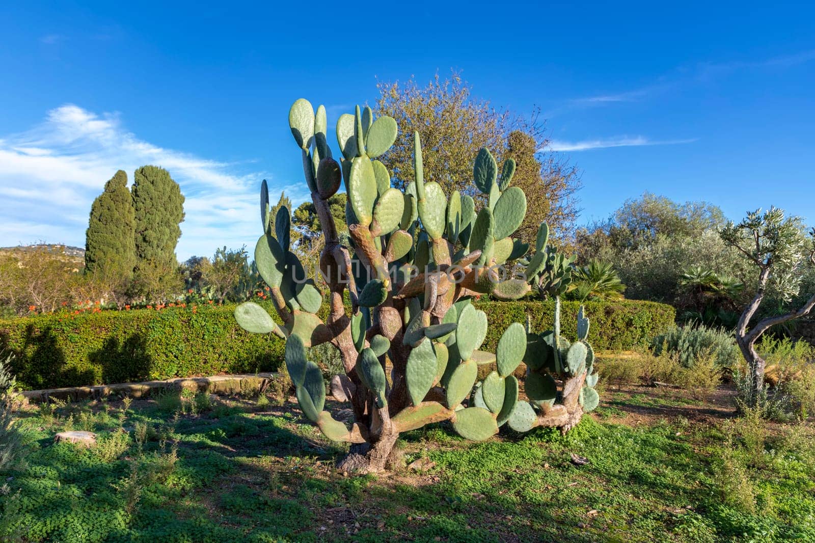 Big cactus at garden of the Villa Aurea in Valley of the Temples, Agrigento, Sicily, Italy