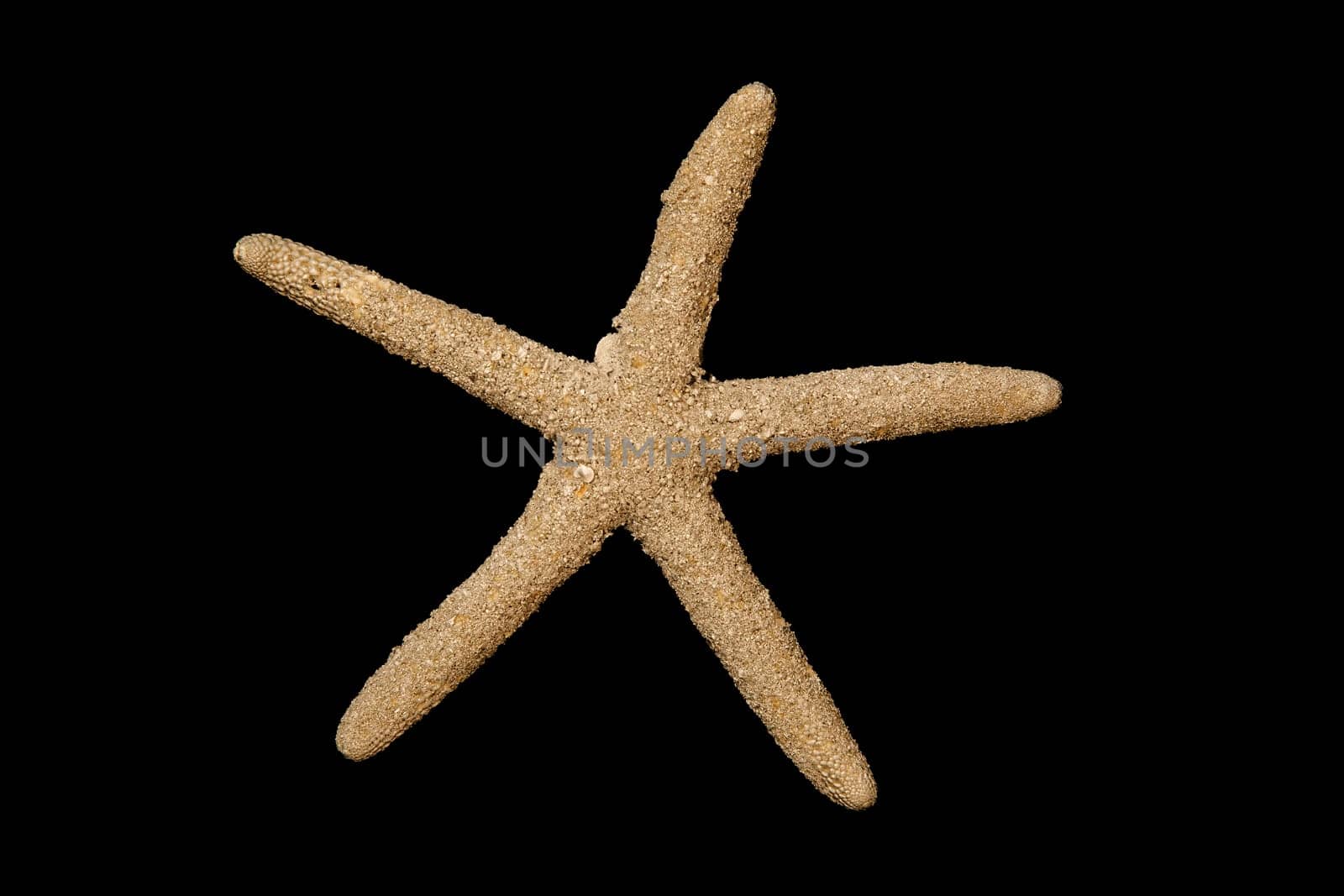 Starfish, isolated on black background. by EdVal