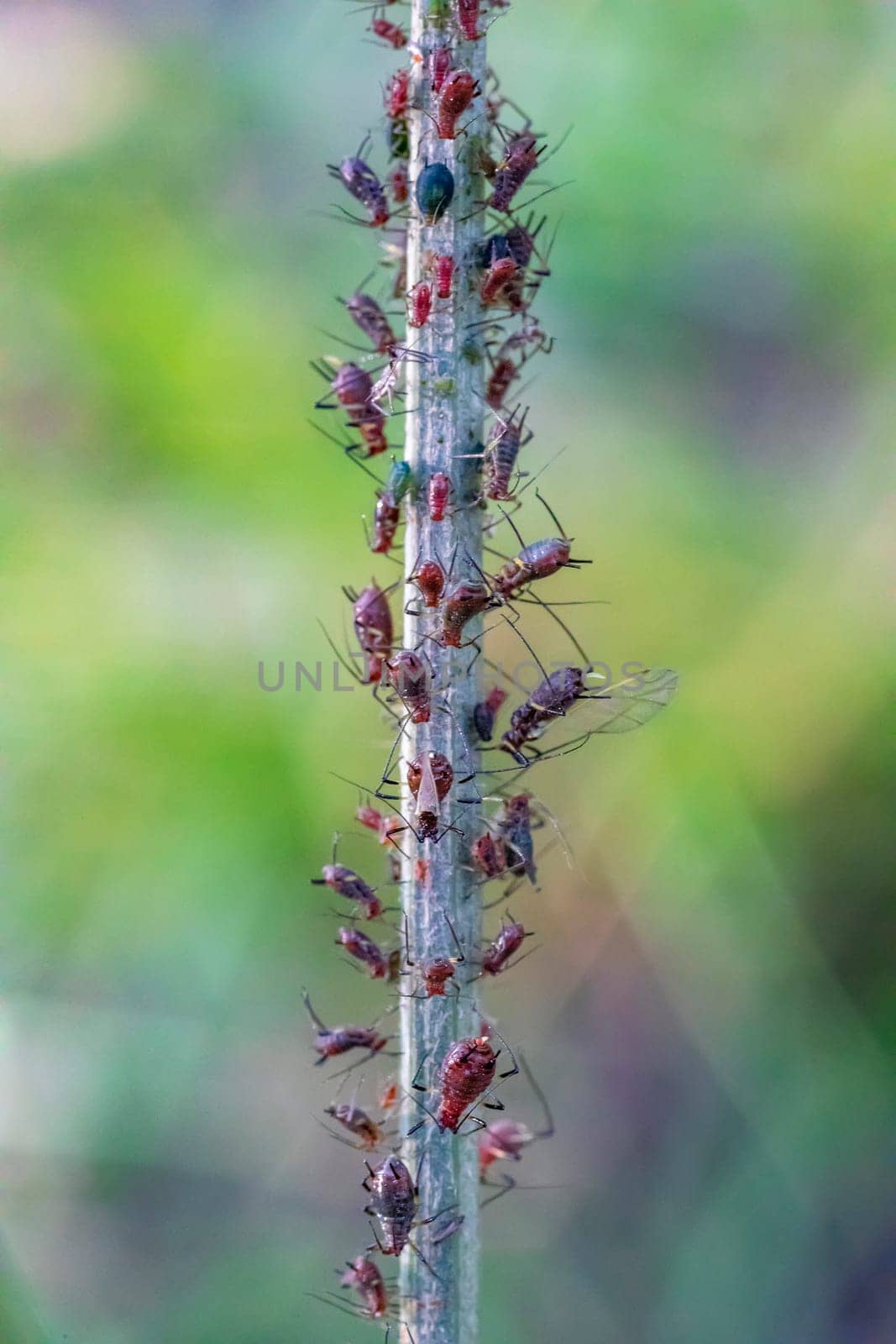 Amazing detailed macro of many aphids on the plant.	 by EdVal