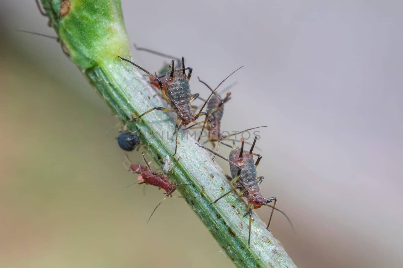 Amazing detailed macro of many aphids on the plant.  by EdVal