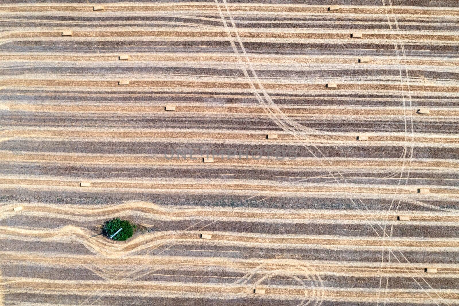 aerial view of a lonely tree in the agricultural field after harvest. 