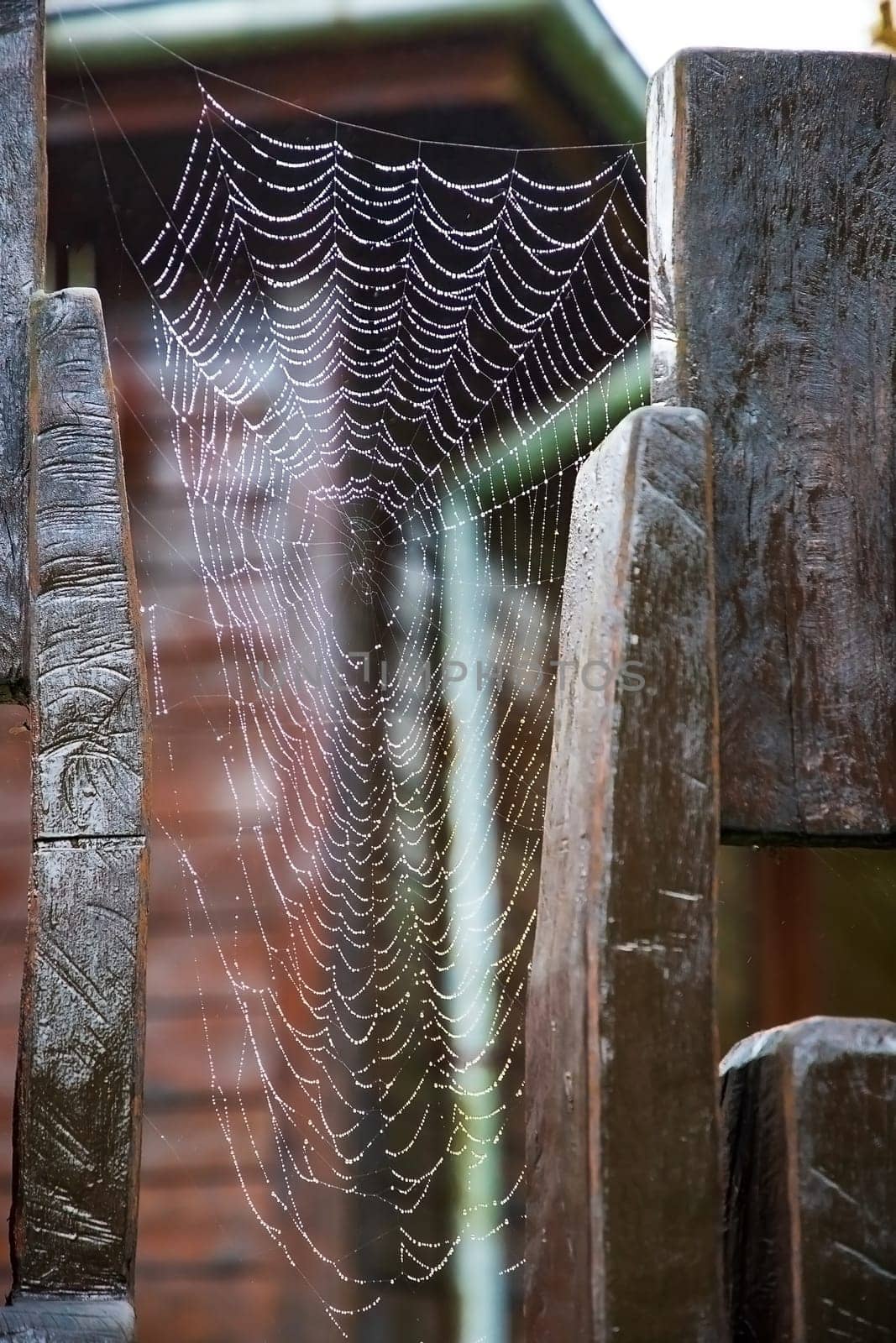 Beauty cobweb with raindrops on an old fence by EdVal