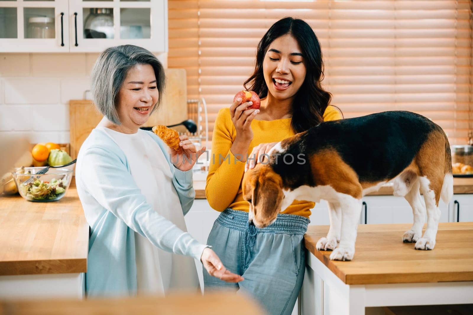 In the warm kitchen of their cozy home, a young Asian woman and her mother enjoy playful moments with their beagle dog. This image radiates the concept of family, fun, and pet companionship. Pet love by Sorapop