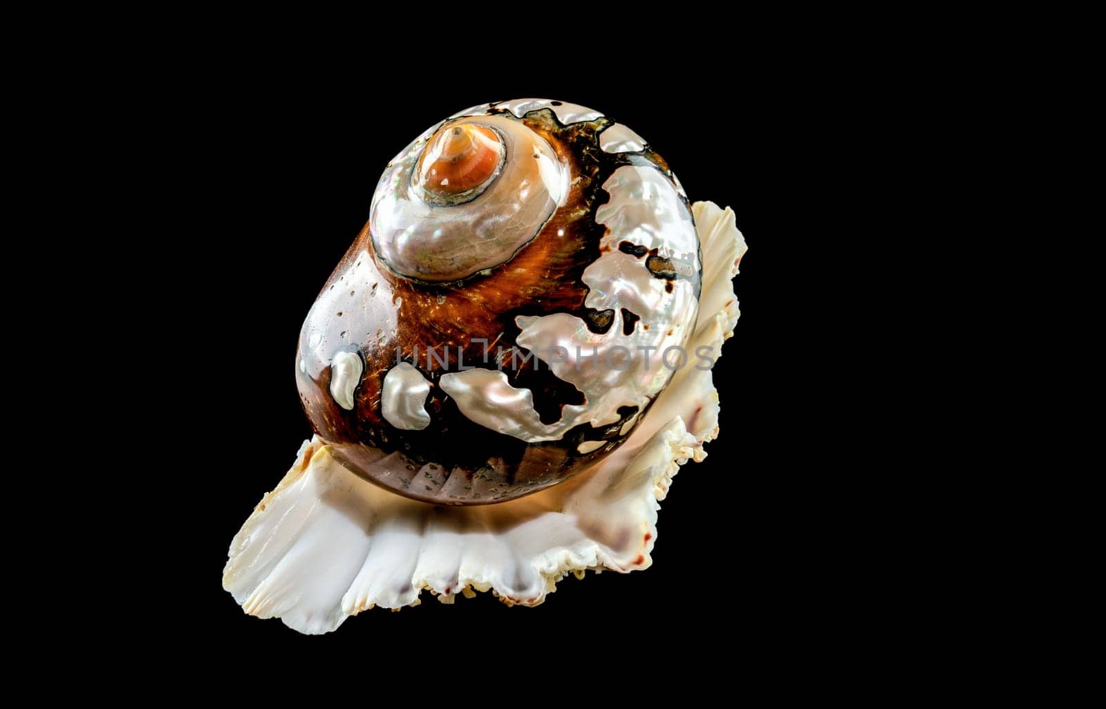 Pearly snail sea shell of Turbo sarmaticus South African turban on a black background