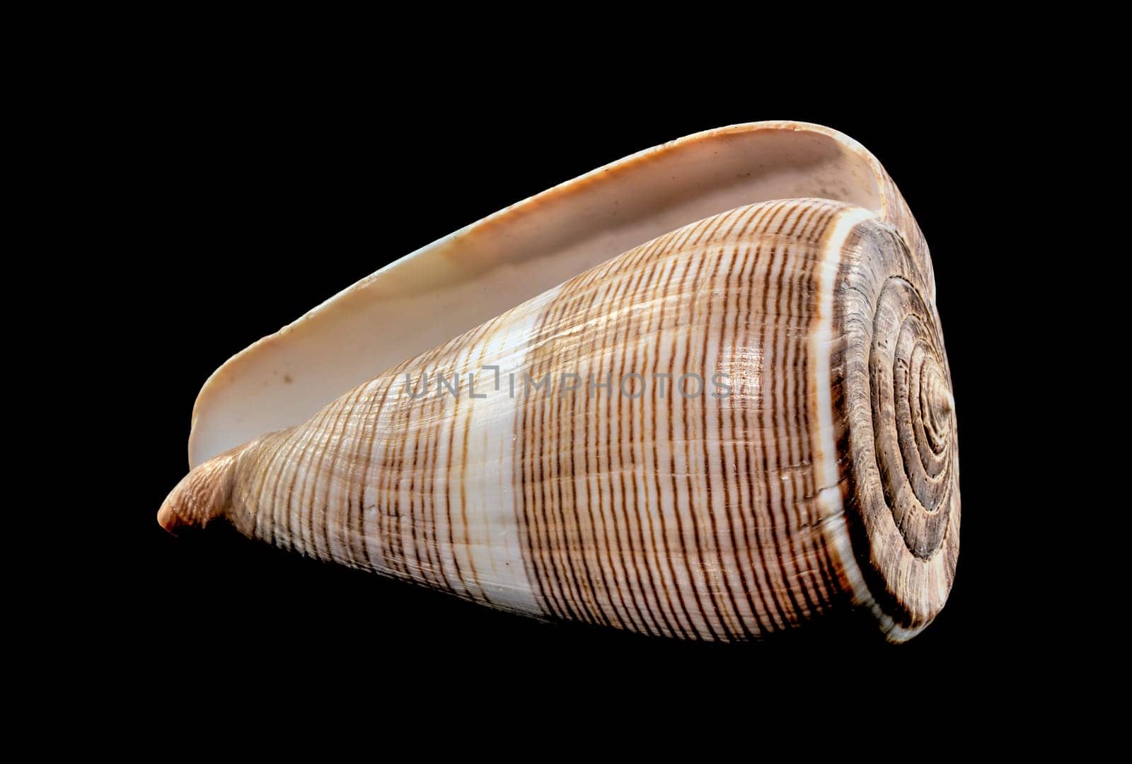 Conus Figulinus sea Shell on a black background by Multipedia