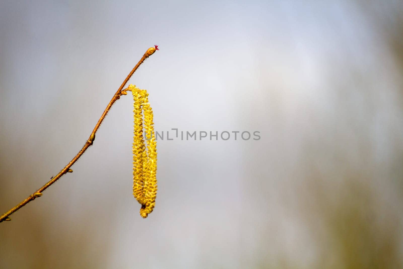 A yellow flower is hanging from a tree branch by Maksym