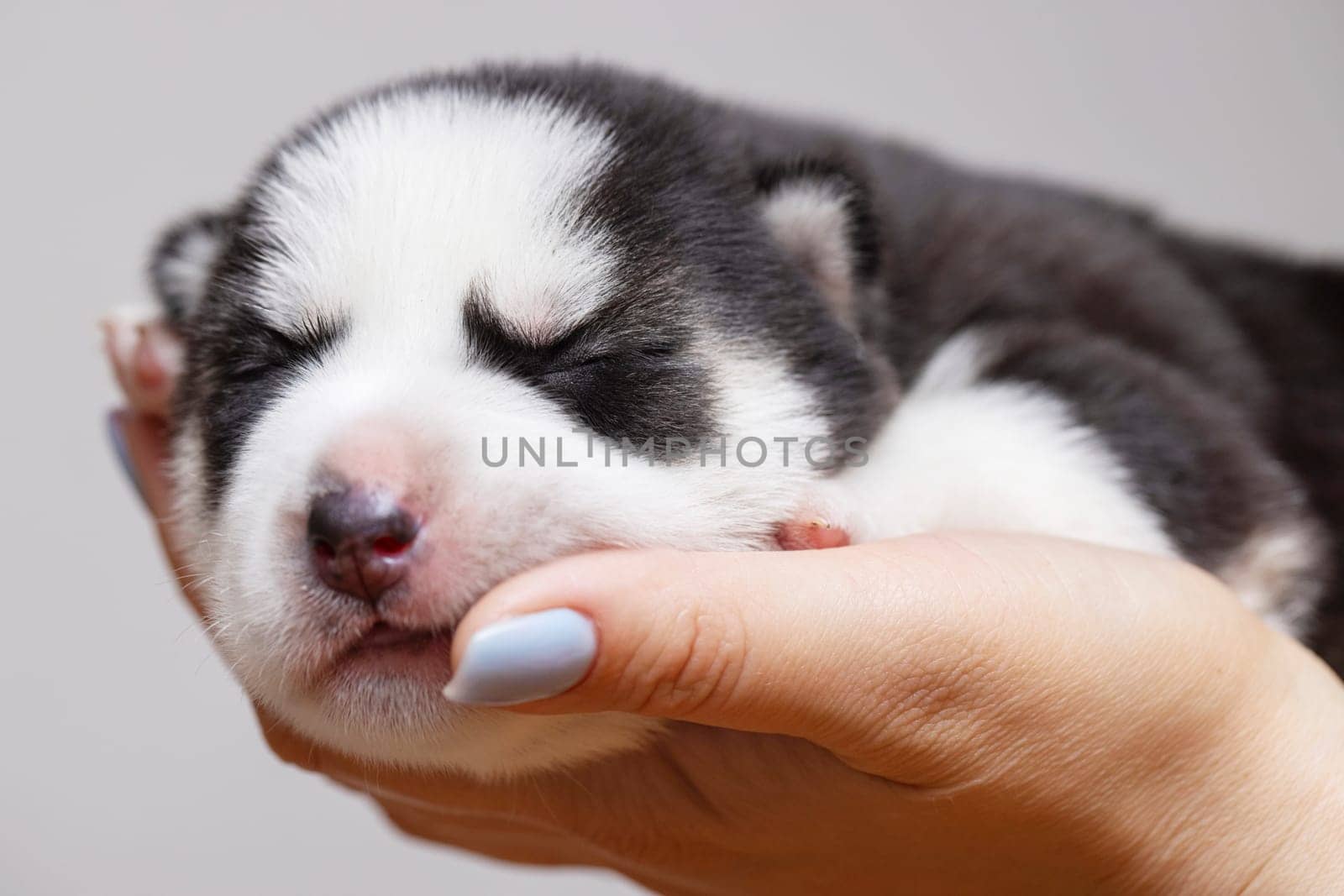 A tiny newborn Siberian Husky puppy cradled gently in a person's hand, showcasing the innocence and fragility of canine life.