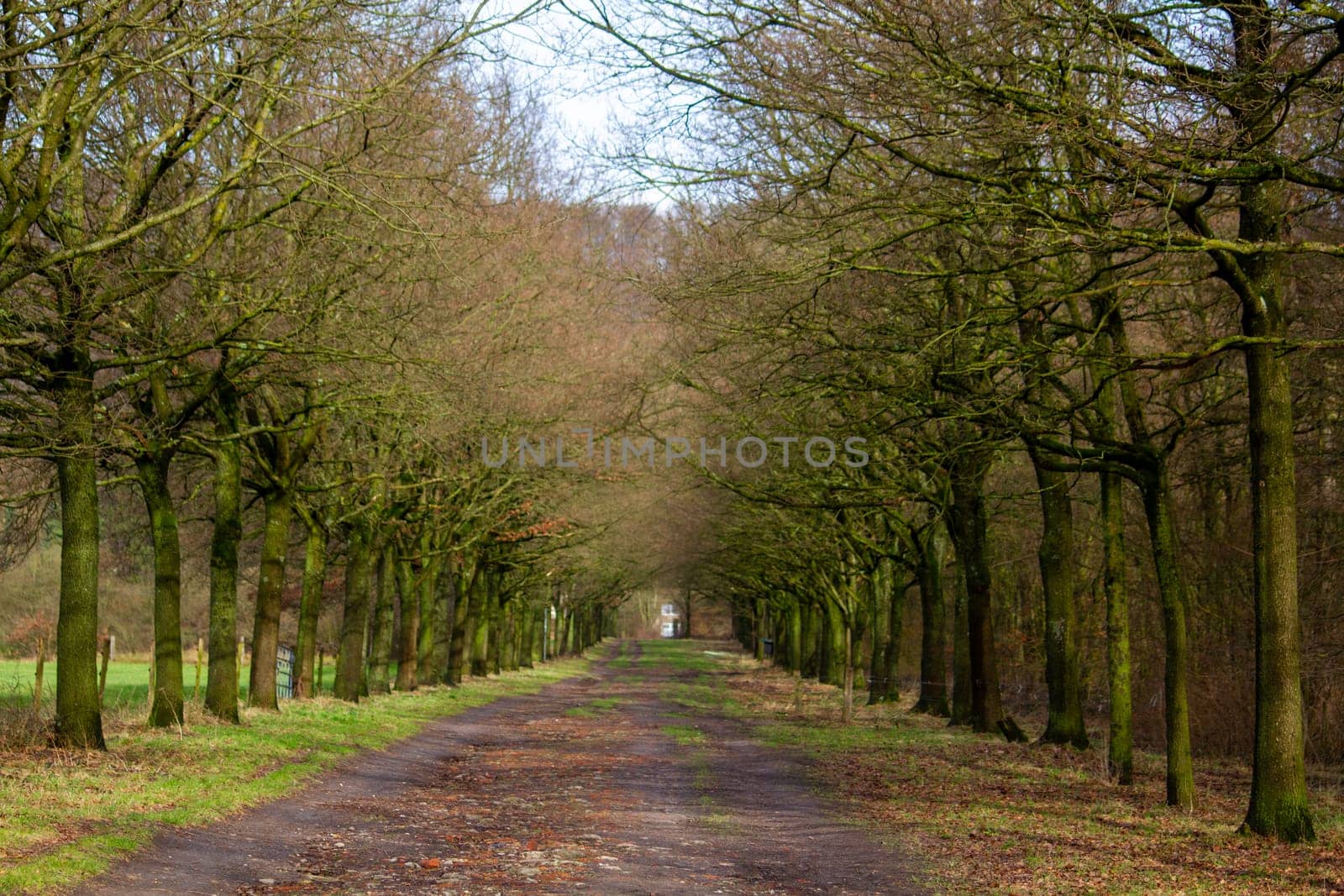 A country road between trees on both sides. High quality photo